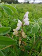 Image de Lupinus albus L.