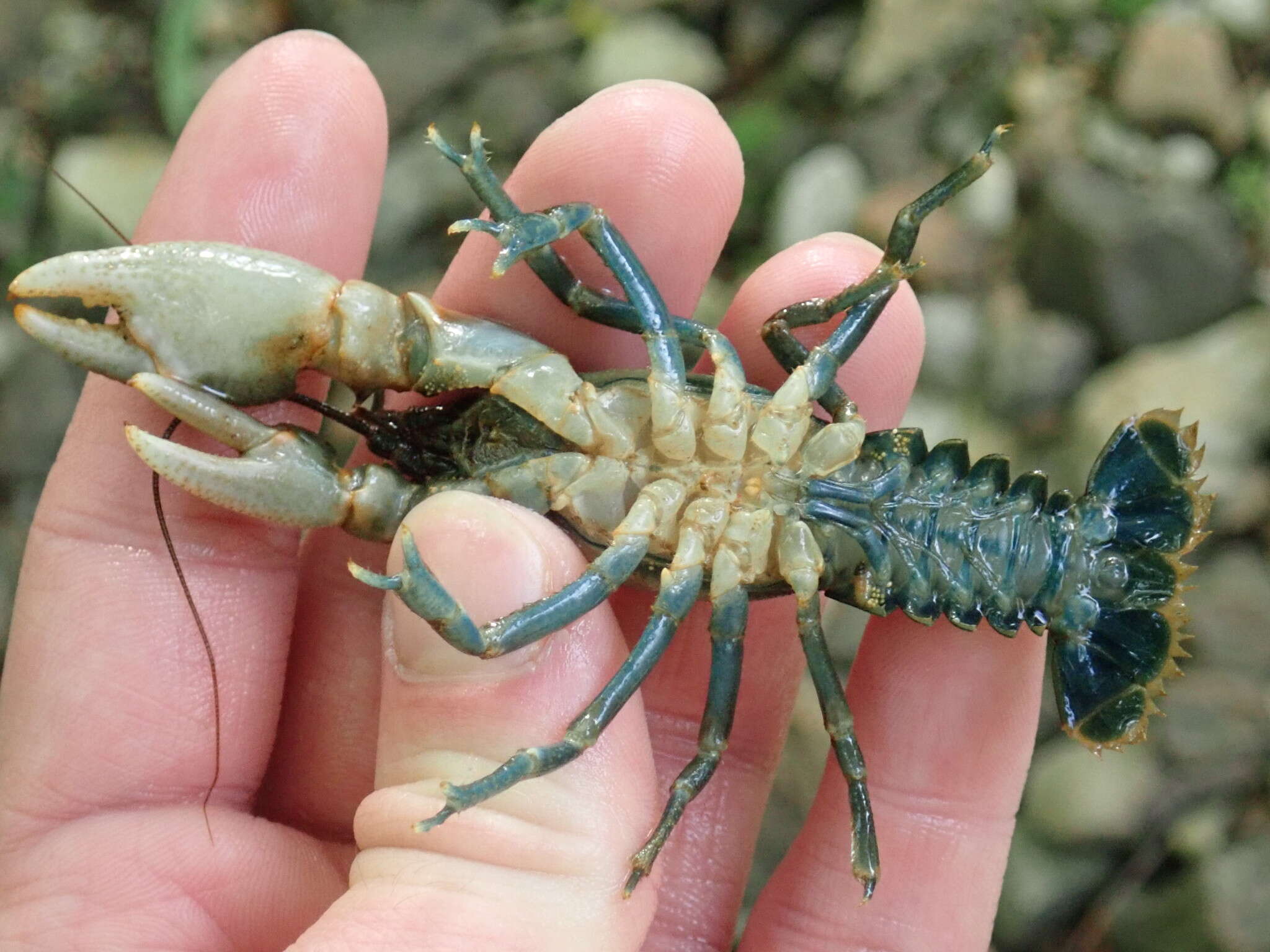 Image of Cambarus rusticiformis Rhoades 1944