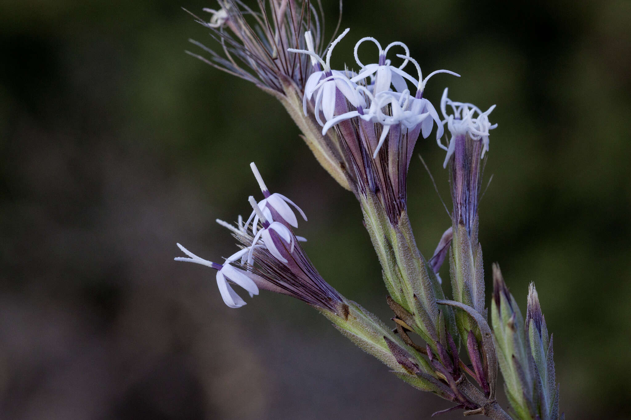 Image of Bigelow's bristlehead