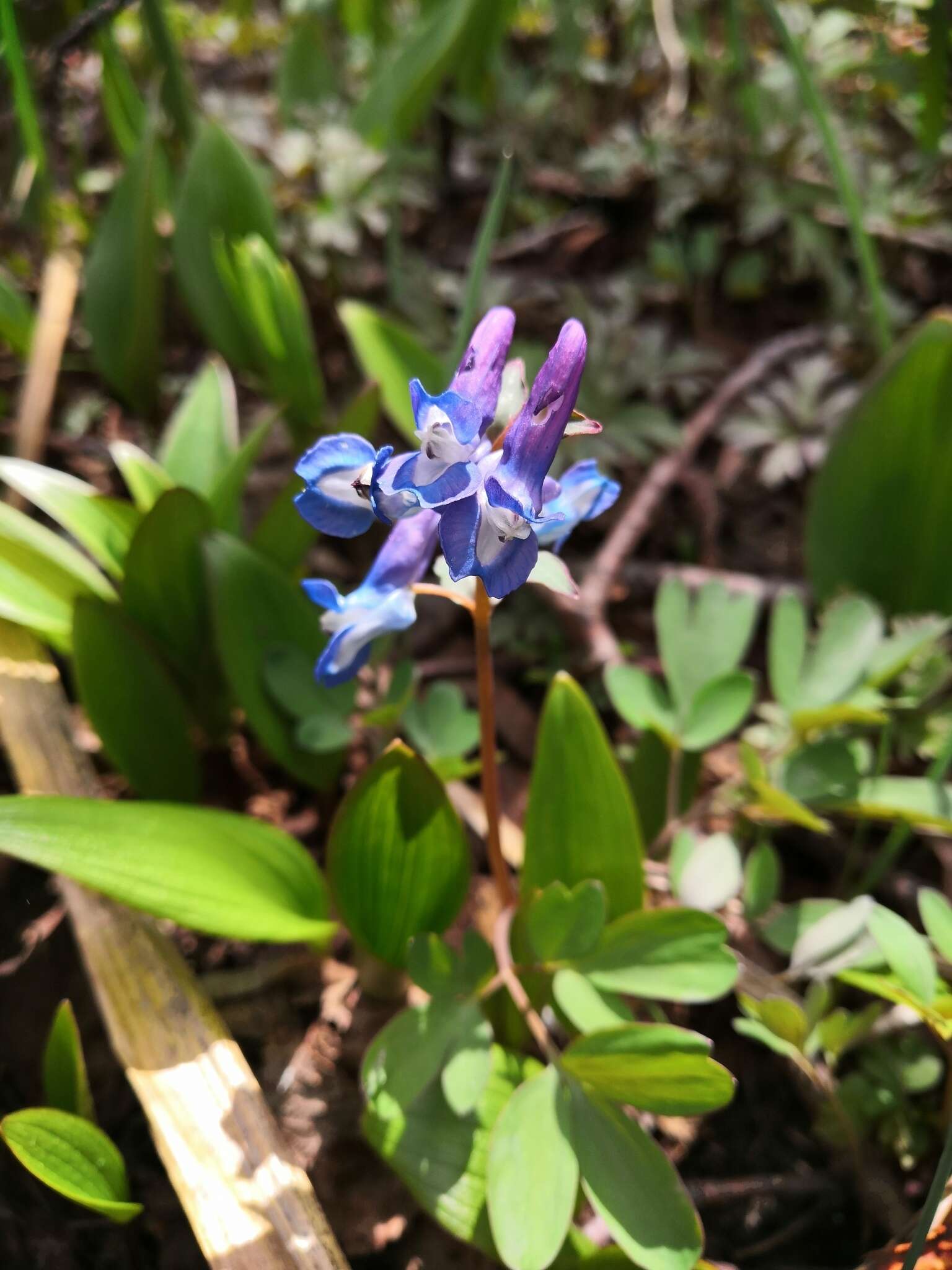 Image of Corydalis ambigua Cham. & Schltdl.