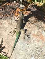 Image of Green Spiny Lizard