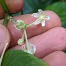 Solanum trizygum Bitter的圖片