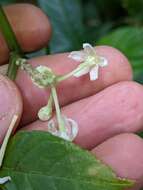 صورة Solanum trizygum Bitter