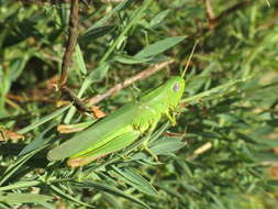 Image of Chorthippus (Chorthippus) jucundus (Fischer 1853)