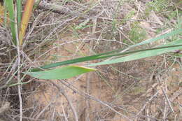 Image of Ixia calendulacea Goldblatt & J. C. Manning