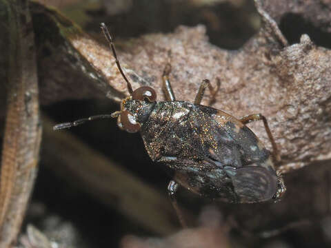 Image of common shorebug