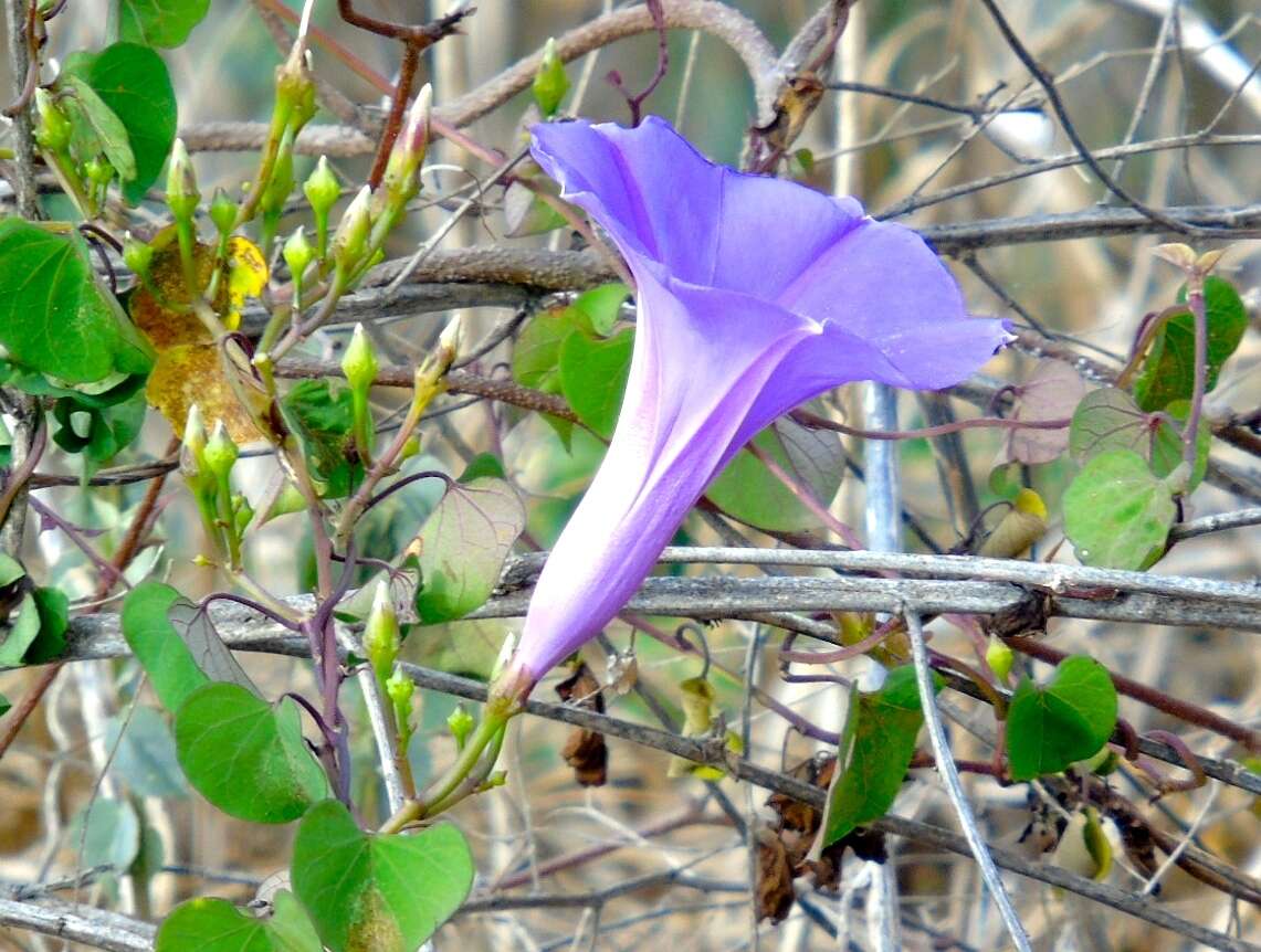 Image of Ipomoea pedicellaris Benth.