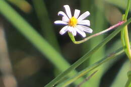 Image of Brace's aster