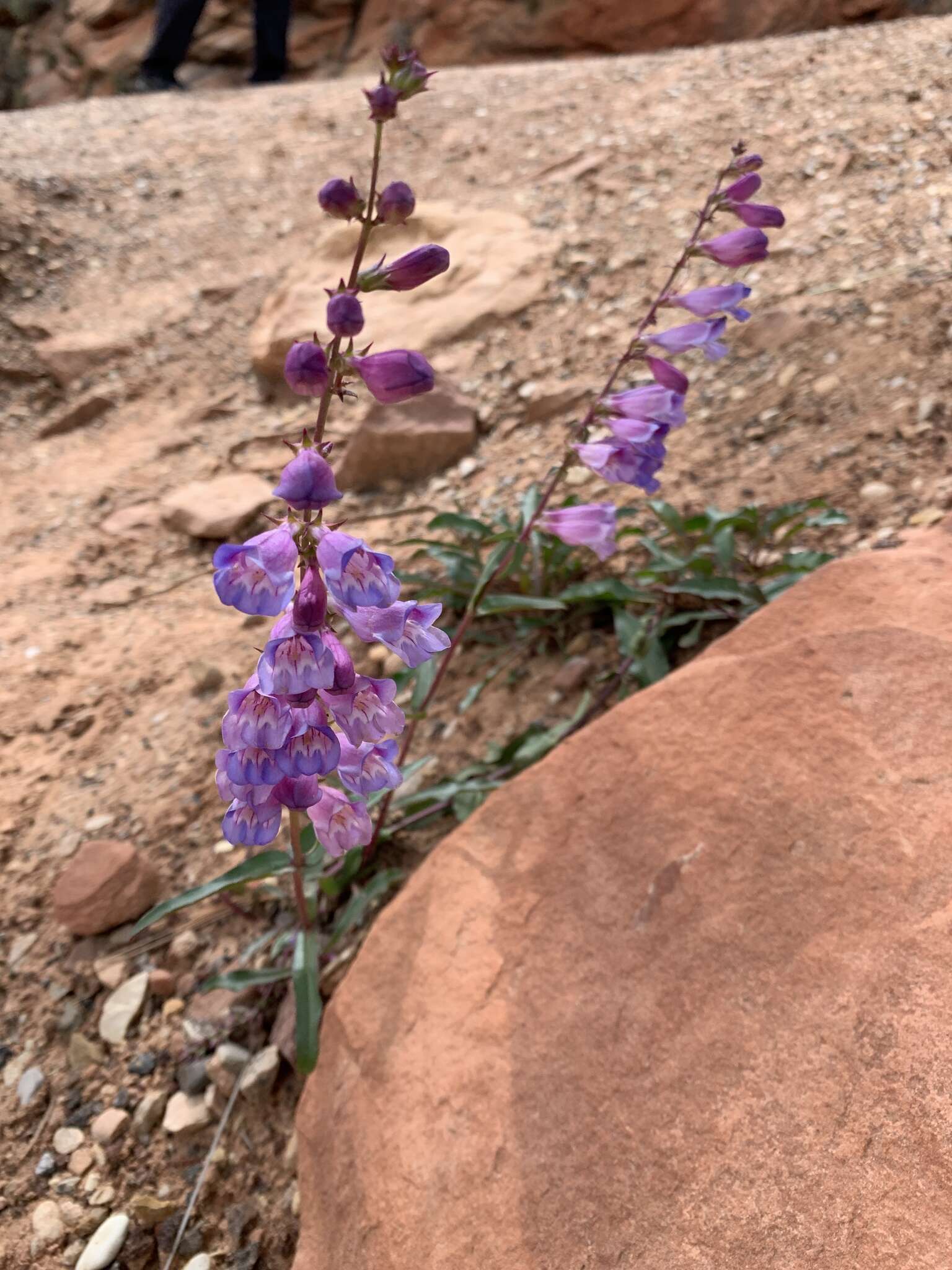 Image of southwestern beardtongue