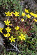 Image of Saxifraga aristulata Hook. fil. & Thoms.