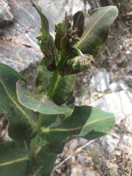 Image of Asclepias elata Benth.