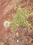 Image of Echinops maracandicus Bunge