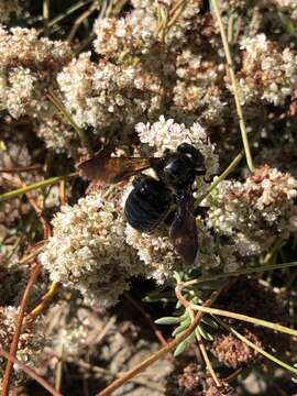 Imagem de Xylocopa californica diamesa Hurd 1954