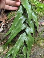 Image of Asplenium wrightii Eaton ex Hook.