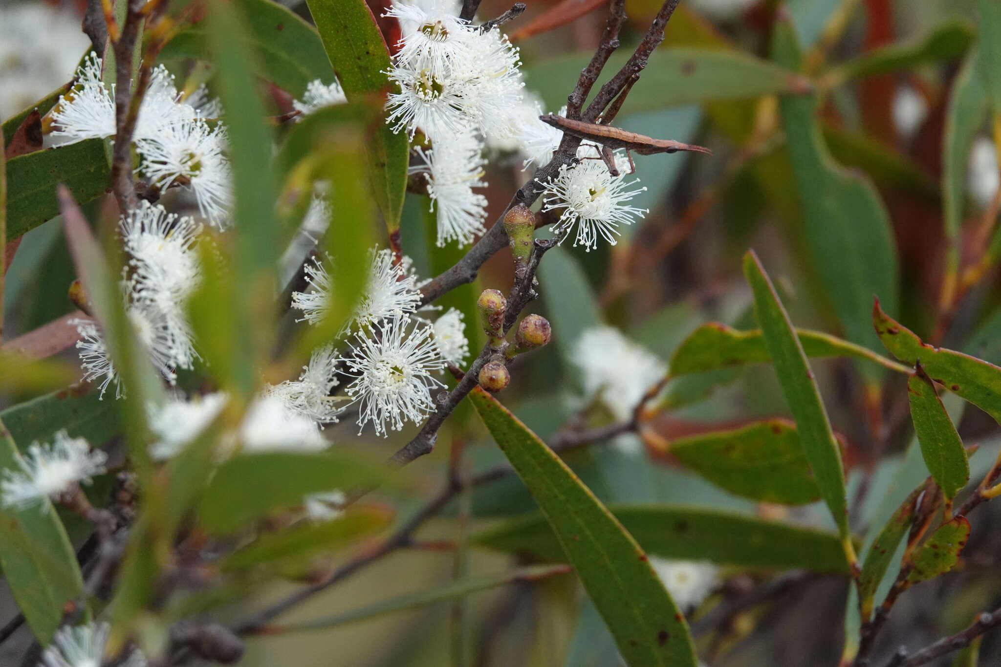 Image of Eucalyptus stricta Sieber ex Spreng.