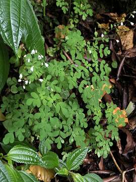 Image of Boenninghausenia albiflora (Hook.) Rchb. ex Meisn.