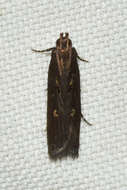 Image of Eyeringed Chionodes Moth