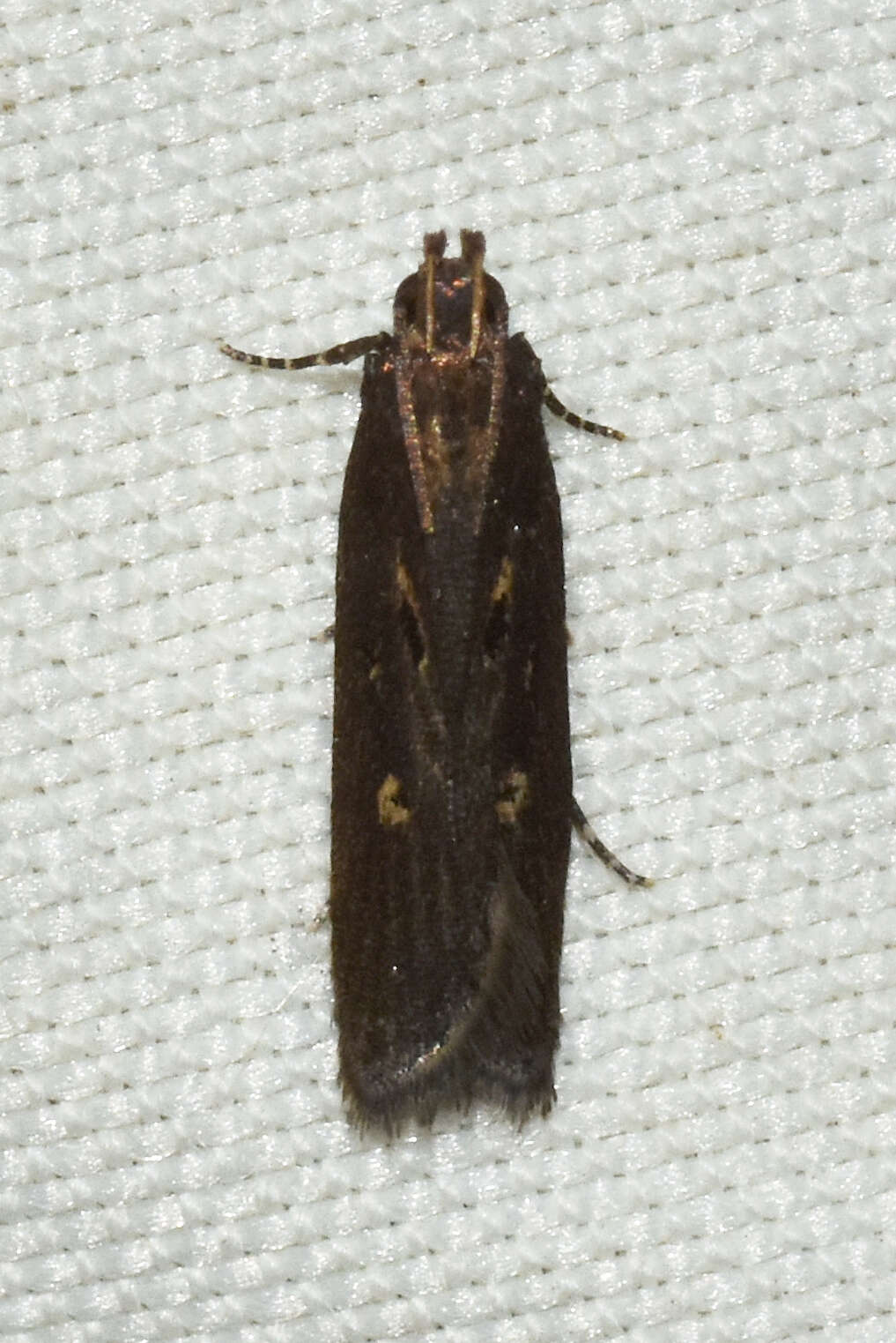 Image of Eyeringed Chionodes Moth