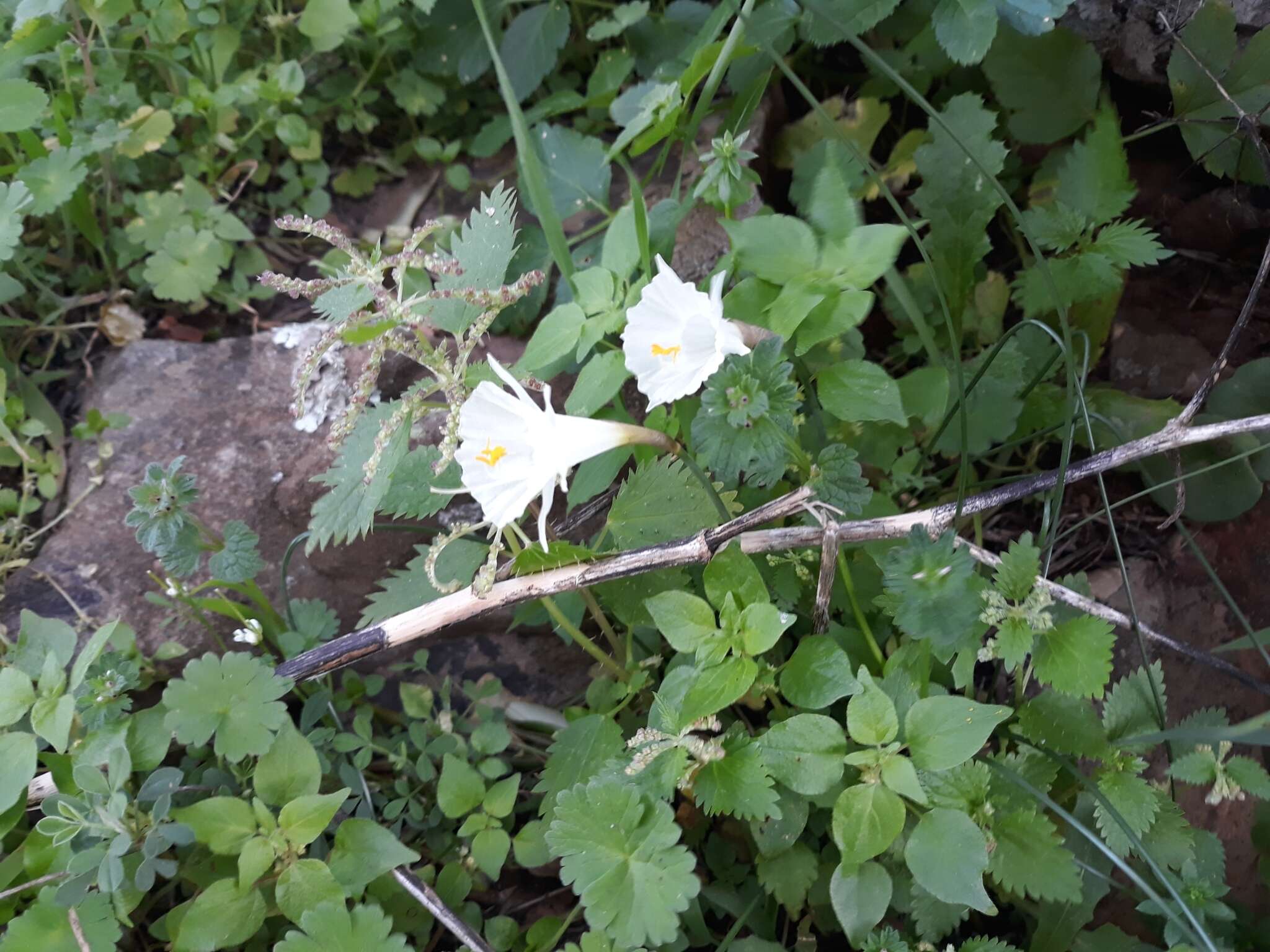 Image de Narcissus cantabricus DC.