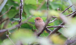 Image of Sinosuthora webbiana bulomacha (Swinhoe 1866)