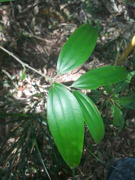 Imagem de Cinnamomum austrosinense Hung T. Chang