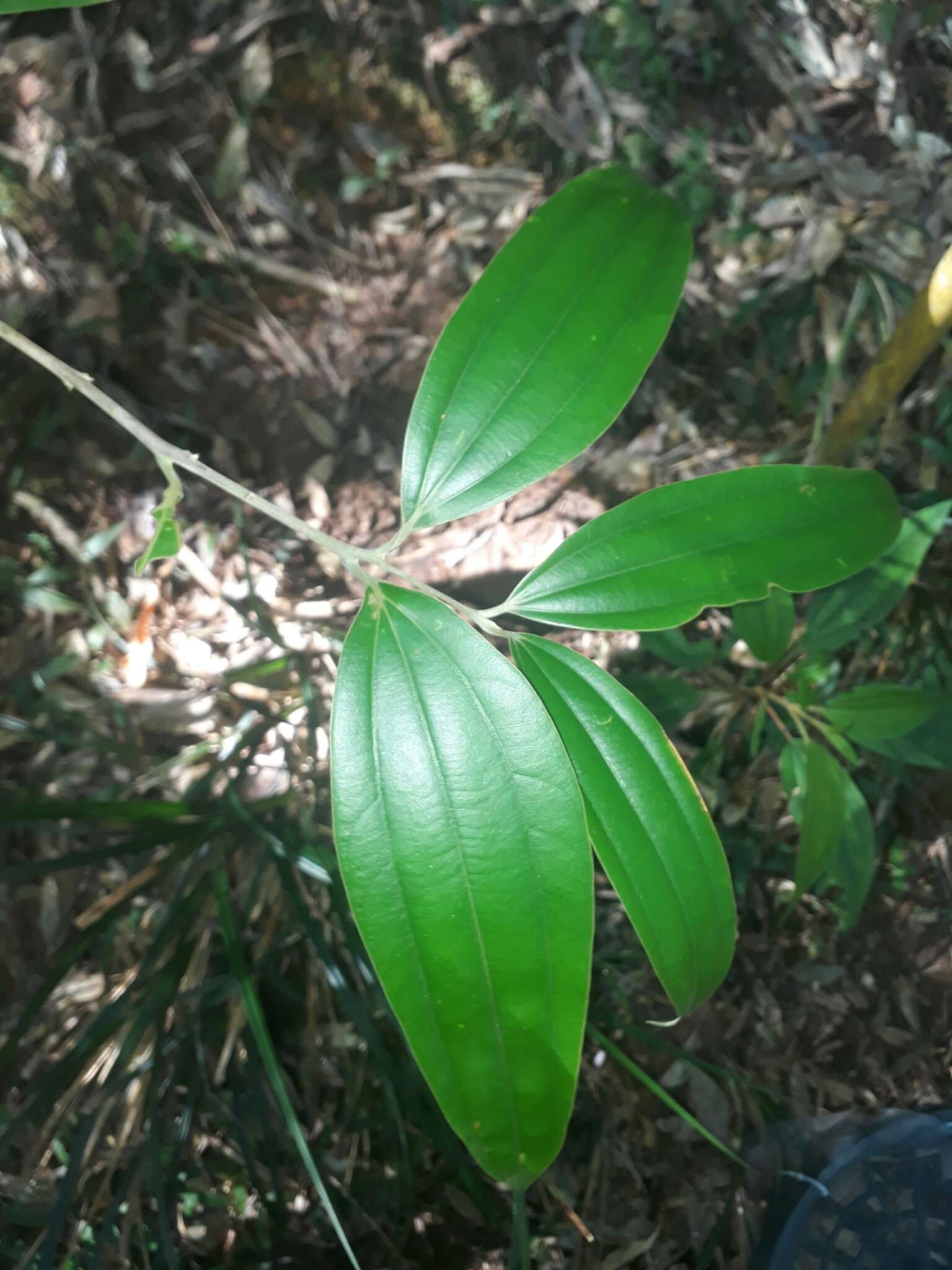 Imagem de Cinnamomum austrosinense Hung T. Chang