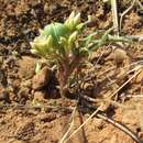 Image of Jatropha erythropoda Pax & K. Hoffm.