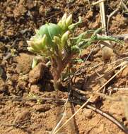 Imagem de Jatropha erythropoda Pax & K. Hoffm.