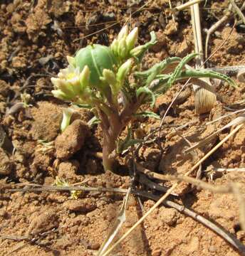 Image of Jatropha erythropoda Pax & K. Hoffm.