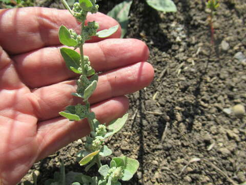 Plancia ëd Chenopodium prostratum Bunge ex Herder