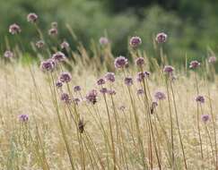 Image of Allium lineare L.