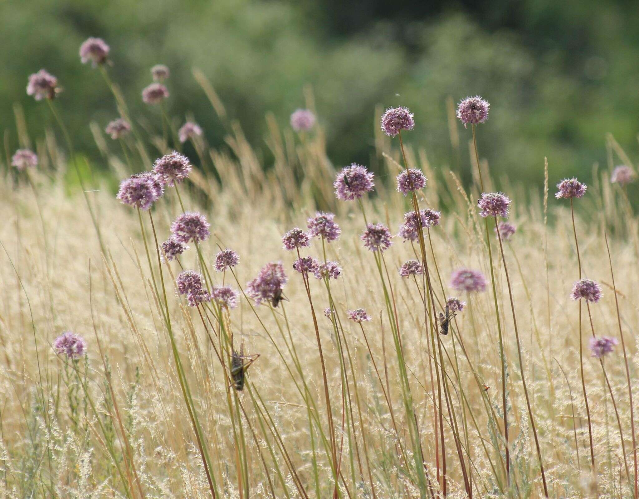 Image of Allium lineare L.