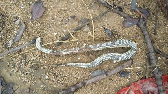 Image of Bennett's Water Snake