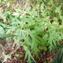 Image of Artemisia mongolica (Fischer ex Bess.) Nakai