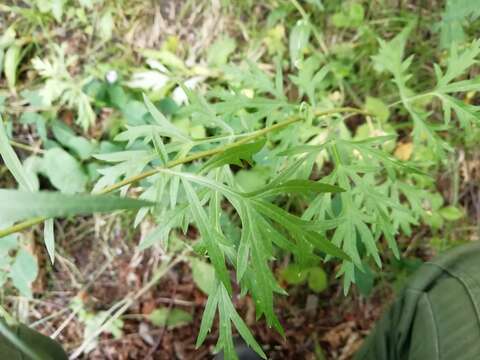 Image de Artemisia mongolica (Fischer ex Bess.) Nakai