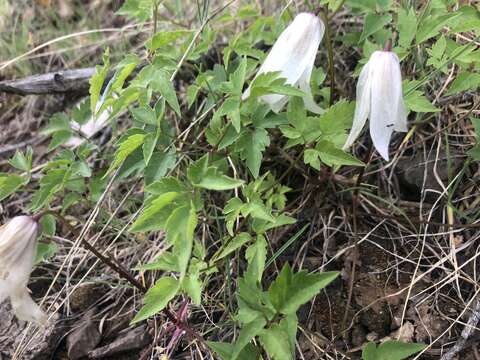 Image of rock clematis