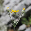 Image of Senecio eubaeus Boiss. & Heldr.