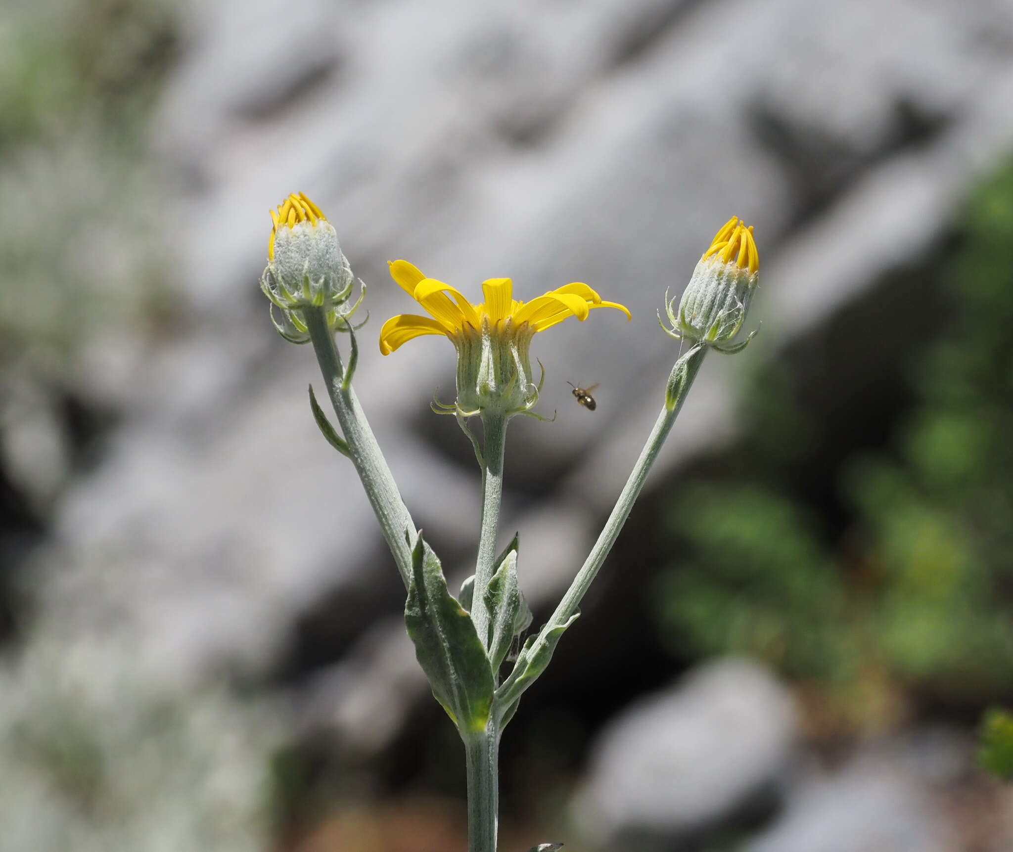 Image of Senecio eubaeus Boiss. & Heldr.