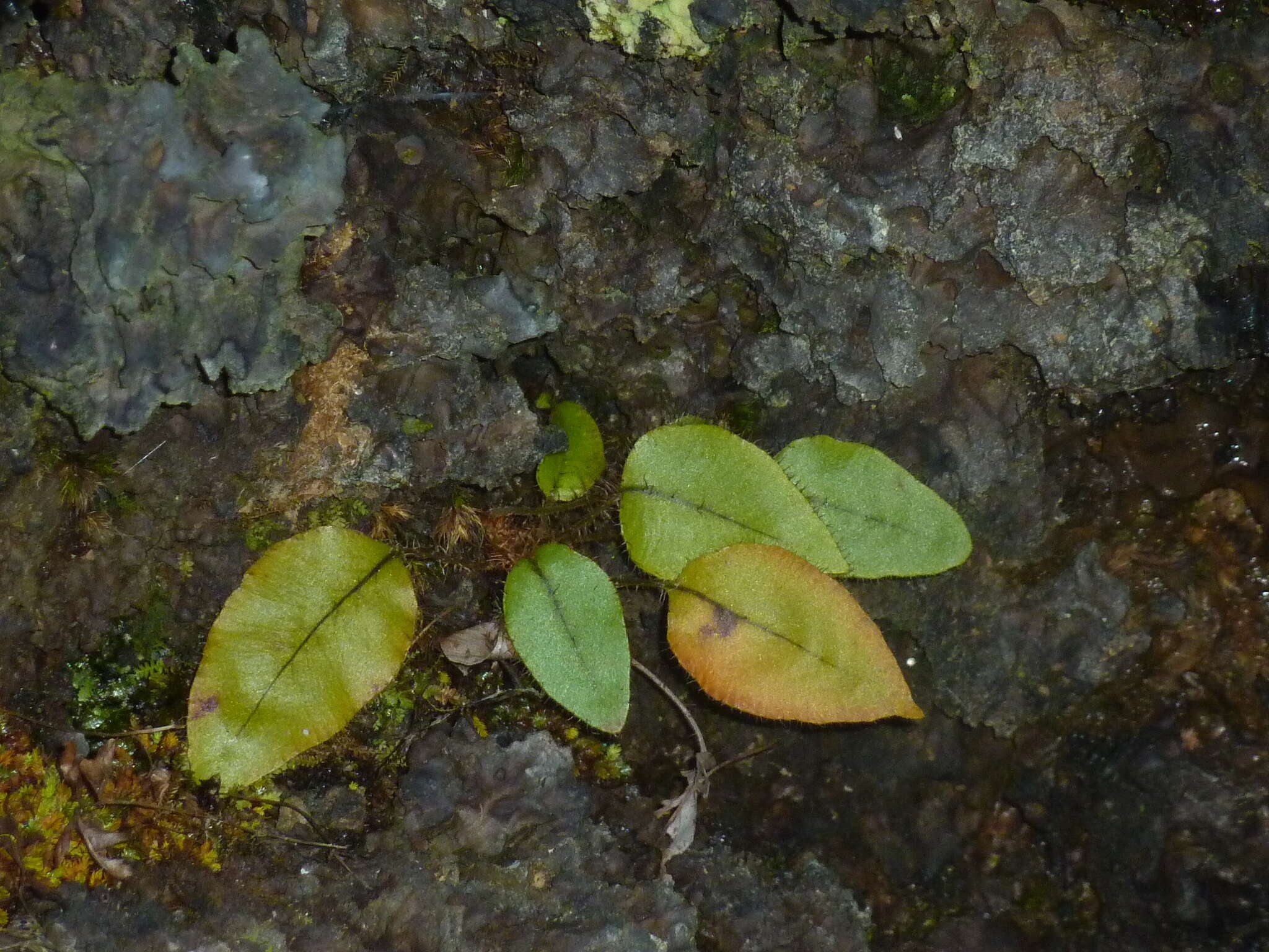 Image of Elaphoglossum hybridum (Bory) Brack.