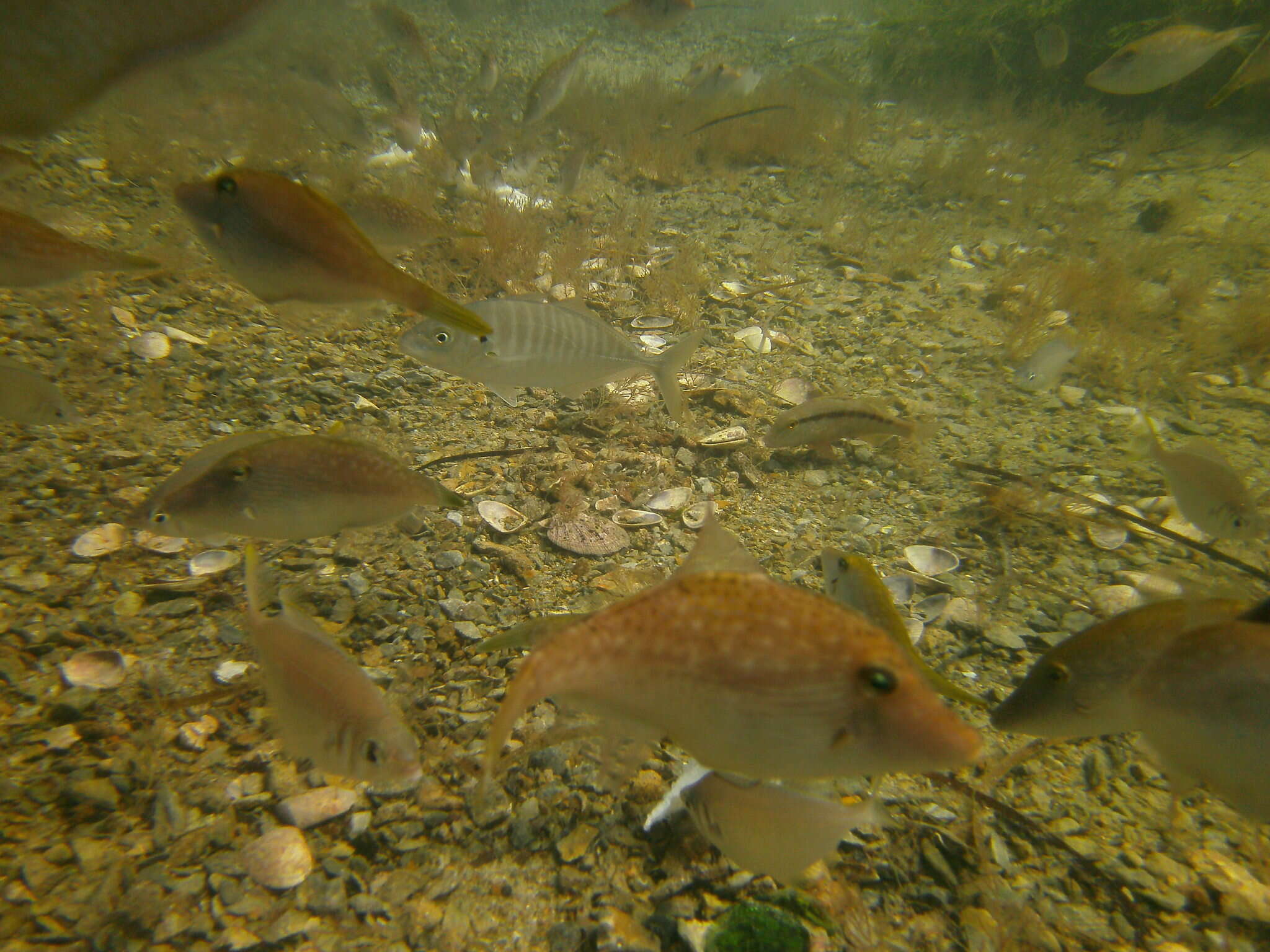 Image of Sand trevally