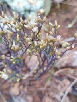 Image of Rhodanthe laevis (A. Gray) P. G. Wilson