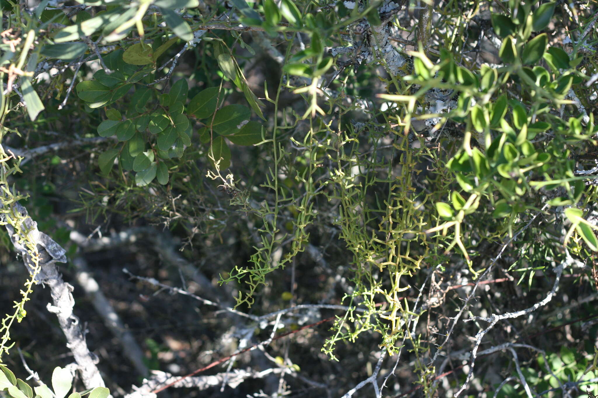 Image of Thesium scandens Sond.