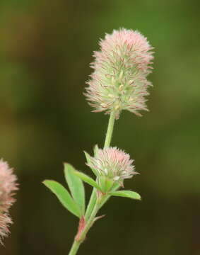 Imagem de Trifolium arvense L.