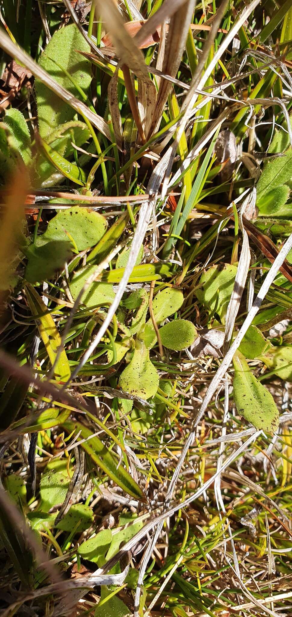 Image of Bog Mountain Daisy