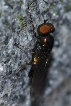 Image of Soldier fly