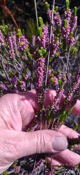 Image of Erica curtophylla Guthrie & Bolus