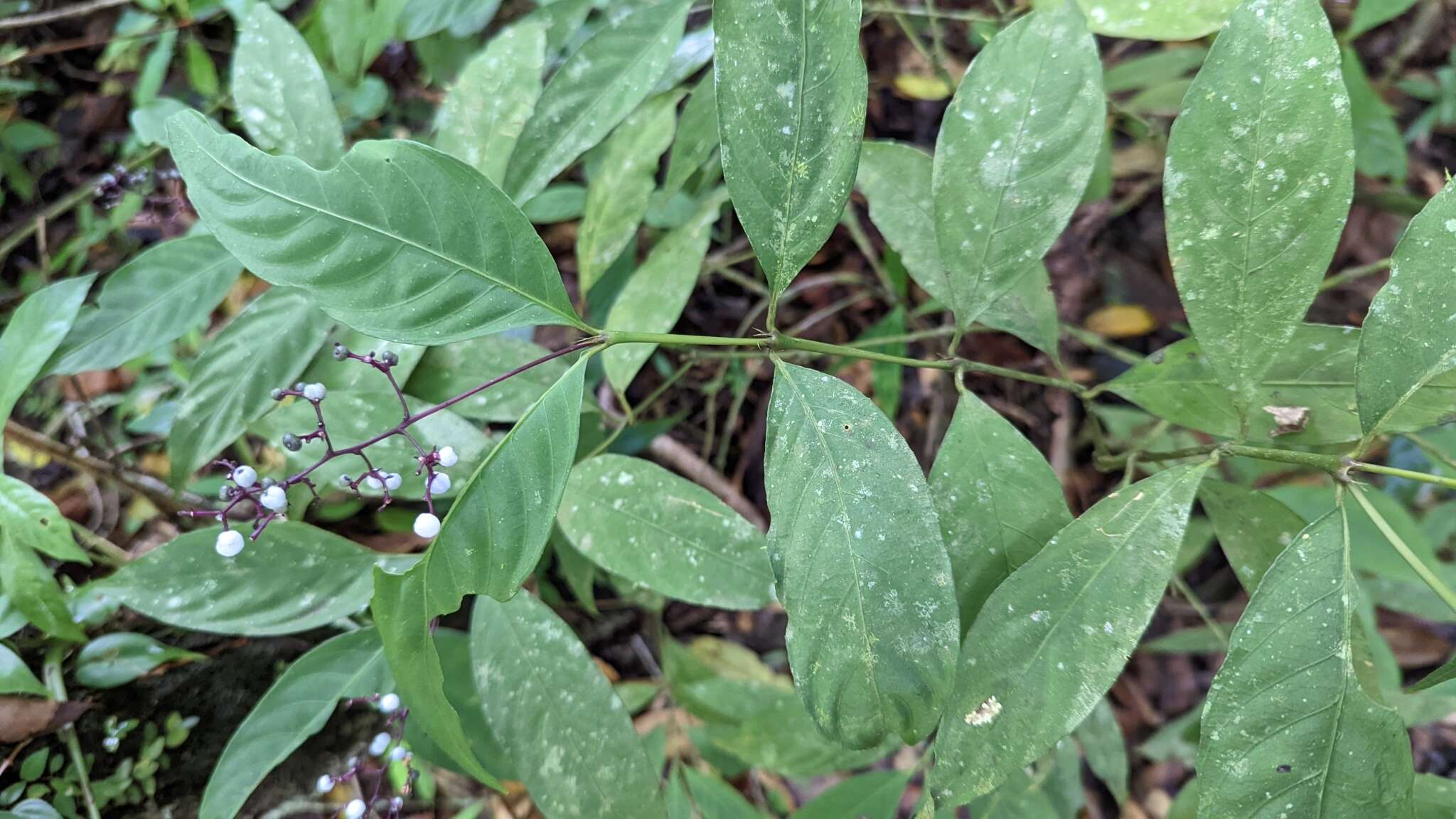 Image of nodding wild coffee