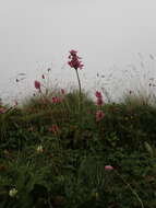 Image of Bistorta officinalis subsp. carnea (C. Koch) Sojak.