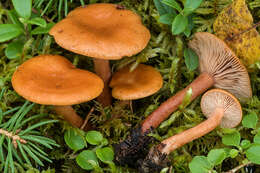 صورة Lactarius lapponicus Harmaja 1976