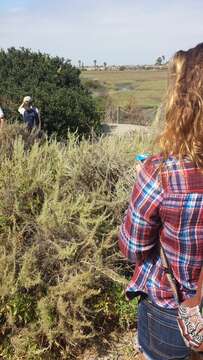 Image of coastal sagebrush